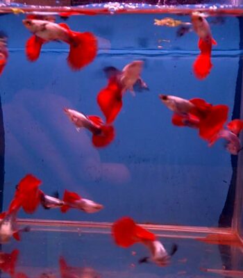 LEPİSTES PLATİNİUM REDTAİL DUMBO EAR (İTHAL) 3,5 CM