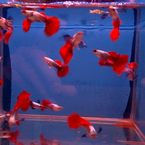 LEPİSTES PLATİNİUM REDTAİL DUMBO EAR (İTHAL) 3,5 CM