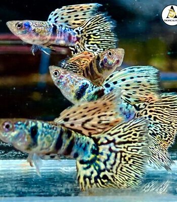LEPİSTES YELLOW TİGER KİNG COBRA (İTHAL) 3,5 CM