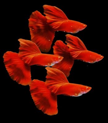LEPİSTES ALBİNO FULL RED BİG DORSAL (İTHAL) 3,5 CM