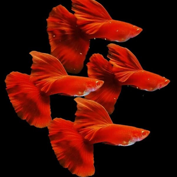 LEPİSTES ALBİNO FULL RED BİG DORSAL (İTHAL) 3,5 CM