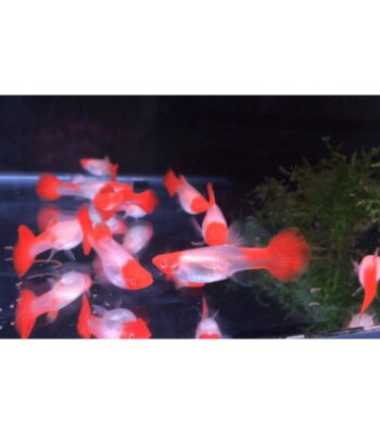 LEPİSTES JUMBO BOY ALBİNO KOİ PLATİNİUM
