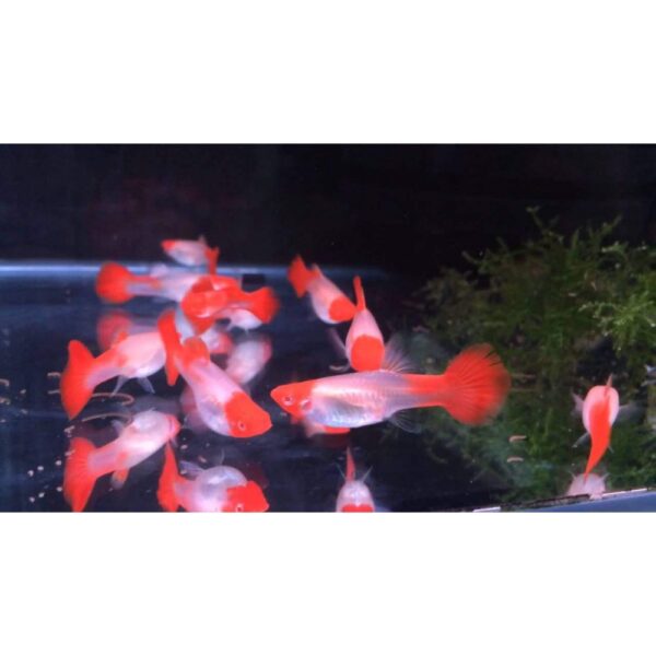 LEPİSTES JUMBO BOY ALBİNO KOİ PLATİNİUM