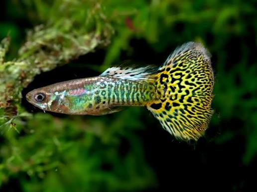LEPİSTES JUMBO BOY YELLOW TİGER