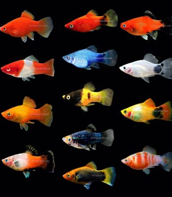 PLATY ASSORTED KARIŞIK İTHAL 4 CM