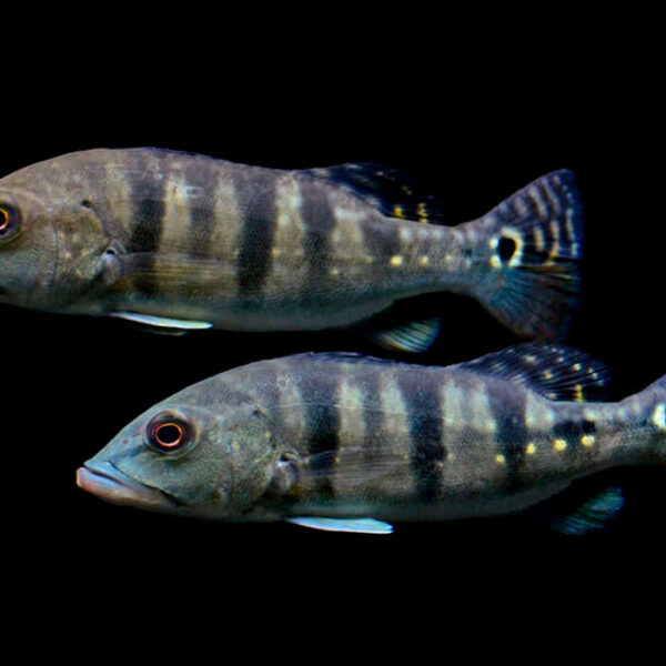 CİCHLA BLUE AZUL PEACOCK BASS 6-7 CM