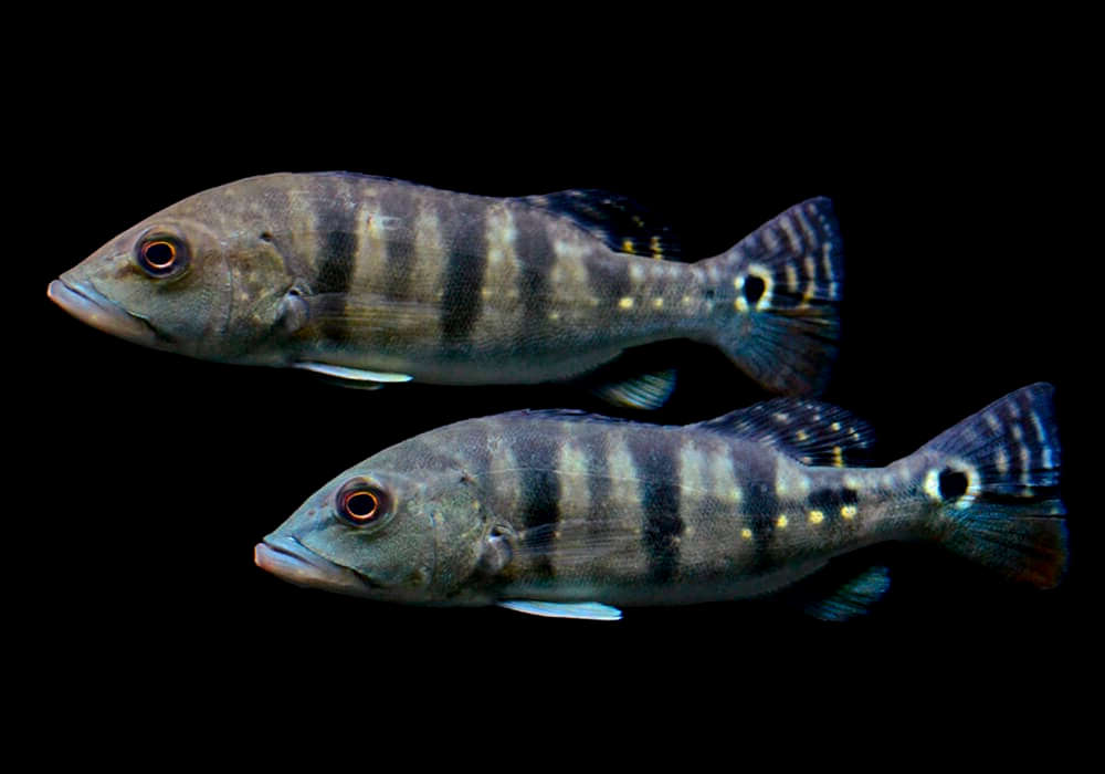 CİCHLA BLUE AZUL PEACOCK BASS 6-7 CM