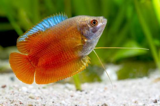 COLİSA RED GOURAMİ 6 CM