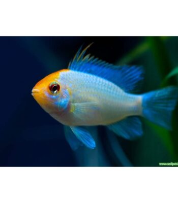 RAMİRAZİ ELECTRİC BLUE 4-5CM