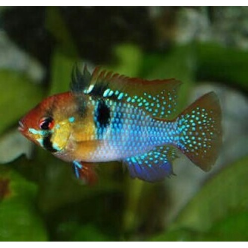 RAMİREZİ BLUE 4-5 CM