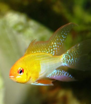 RAMİREZİ GOLDEN 4-5 CM