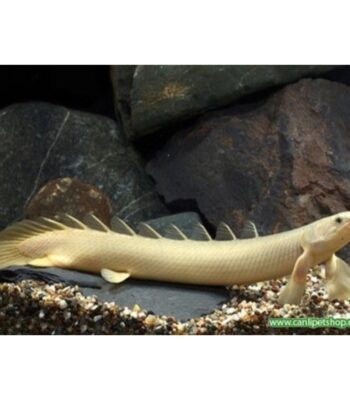 SENEGALUS BİCHİR 7-8 CM