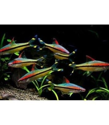 DENİSONİ 5-6 CM