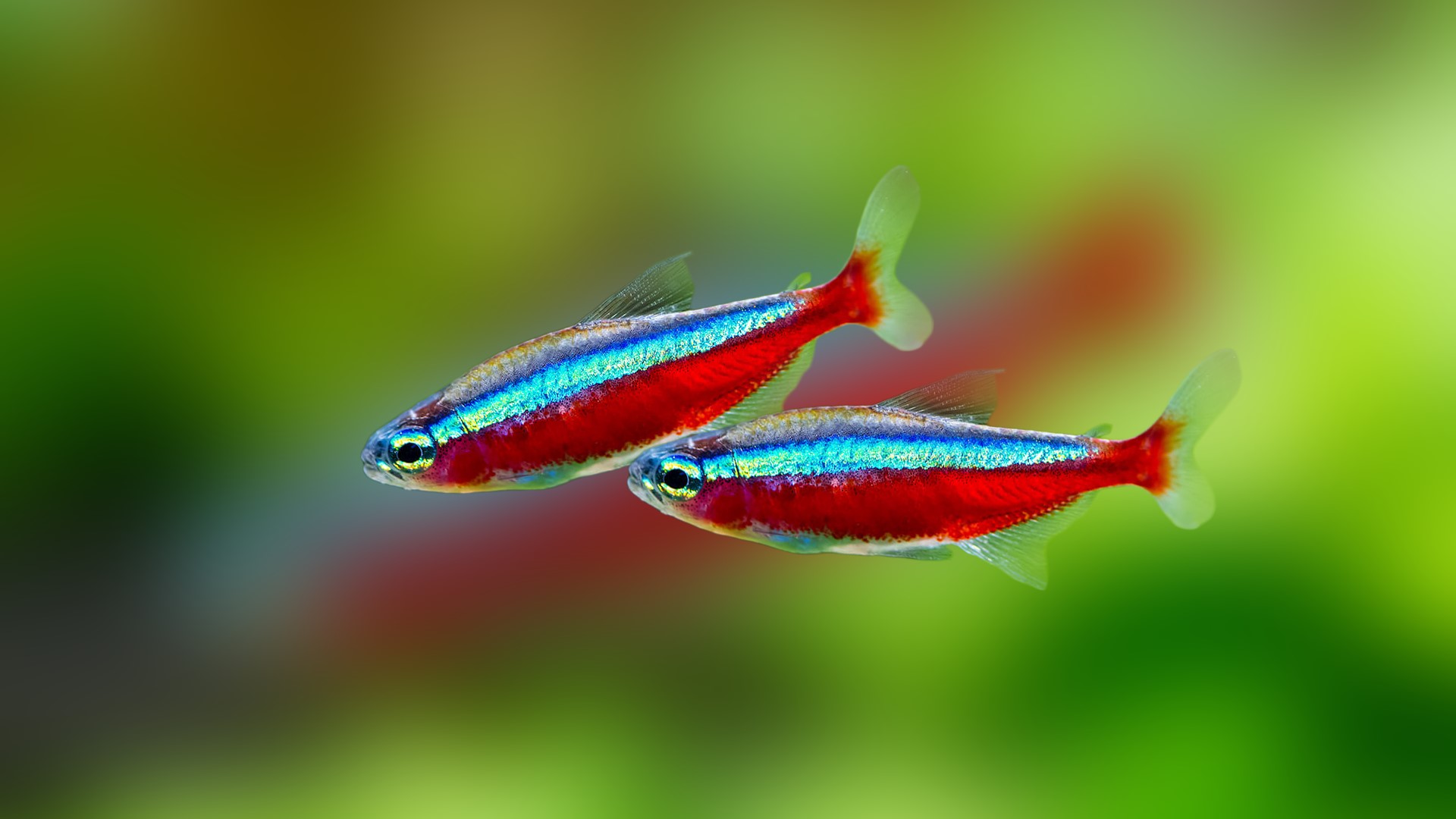 TETRA CARDİNAL NEON 2,5 CM