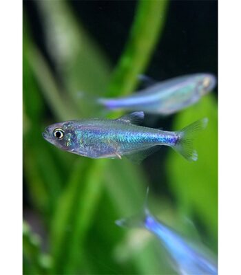 TETRA BLUE KİNG 3 CM