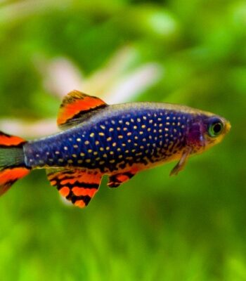 TETRA GALAXİ RASBORA 2,5 CM