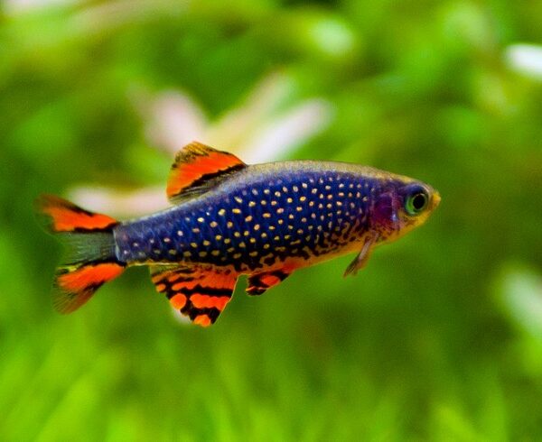 TETRA GALAXİ RASBORA 2,5 CM