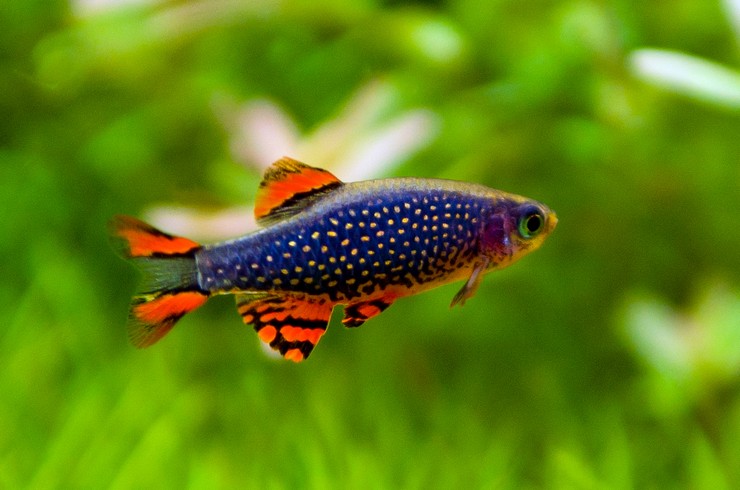 TETRA GALAXİ RASBORA 2,5 CM