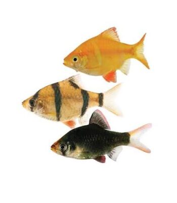 TİGER BARB ASSORTED TETRAZON 4 CM