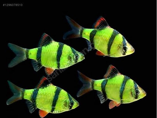 GLOFİSH GREEN TETRAZON 3-3,5 CM