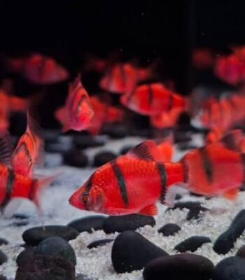 GLOFİSH RED TETRAZON 3-3,5 CM