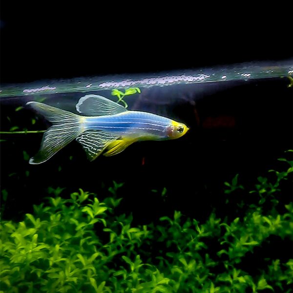 DANİO TÜL ZEBRA PURPLE (MOR) 4 CM