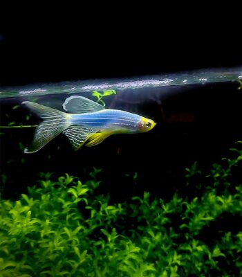DANİO TÜL ZEBRA PURPLE (MOR) 4 CM