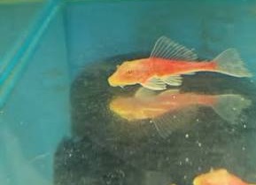 VATOZ RED CHİLLİ SAİLFİN PLECO 5-6 CM