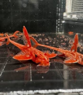 RED LİZARD CATFİSH 5-6 CM