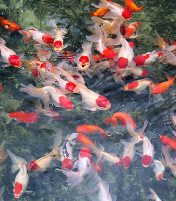JAPON RED CAP ORANDA 5-6 CM
