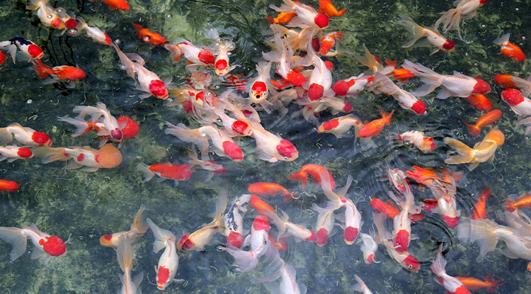 JAPON RED CAP ORANDA 5-6 CM